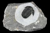 Bargain, Detailed Gerastos Trilobite Fossil - Morocco #173765-1